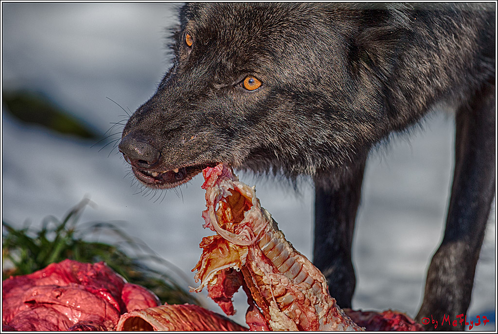 Timberwolf - Polarwolf Kasselburg, 18.02.2018