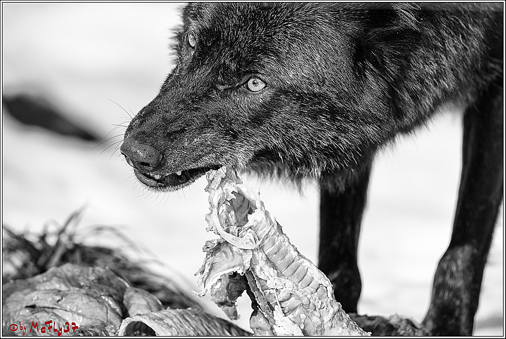 Timberwolf - Polarwolf Kasselburg, 18.02.2018