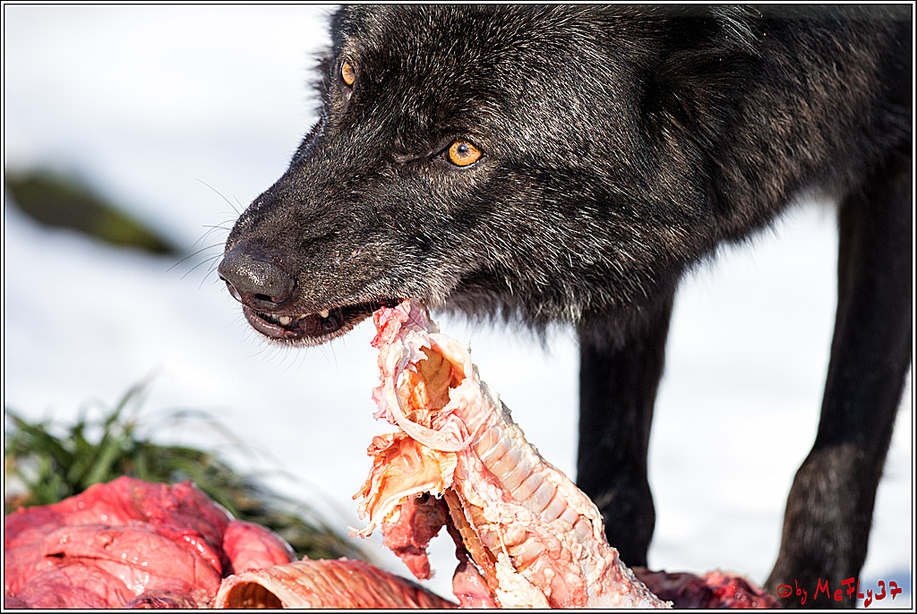 Timberwolf - Polarwolf Kasselburg, 18.02.2018