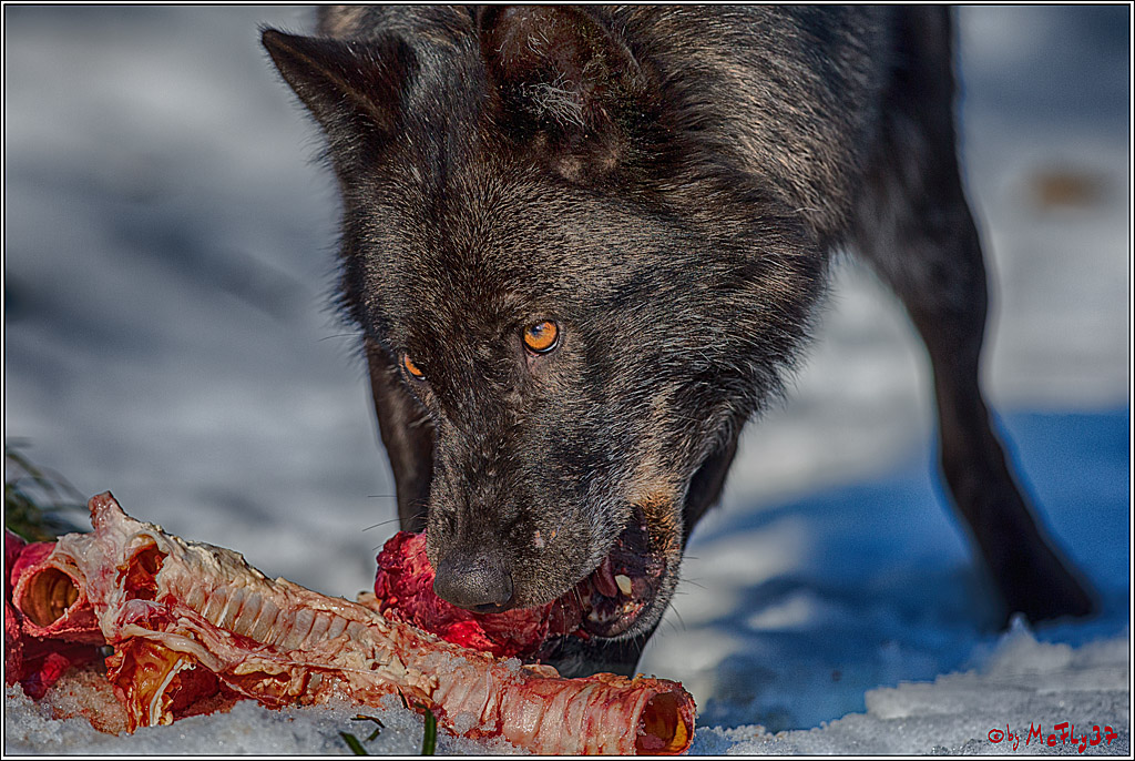 Timberwolf - Polarwolf Kasselburg, 18.02.2018