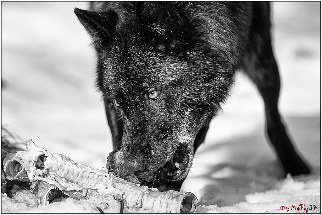 Timberwolf - Polarwolf Kasselburg, 18.02.2018