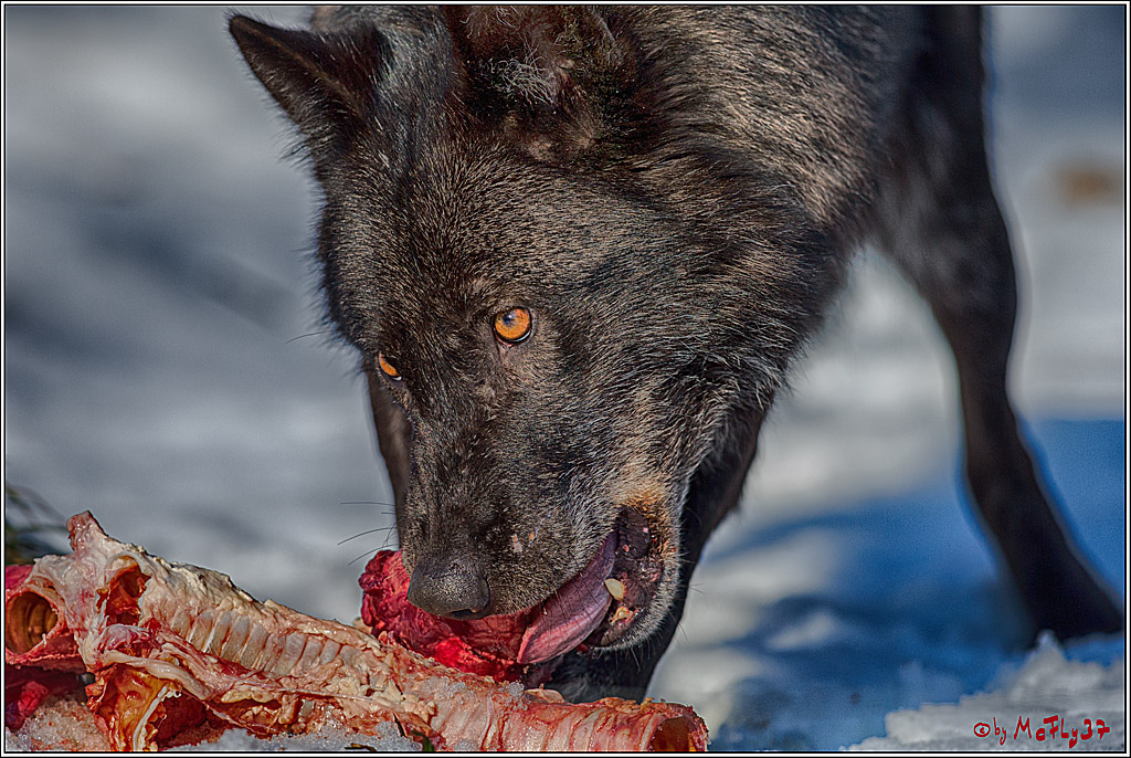 Timberwolf - Polarwolf Kasselburg, 18.02.2018