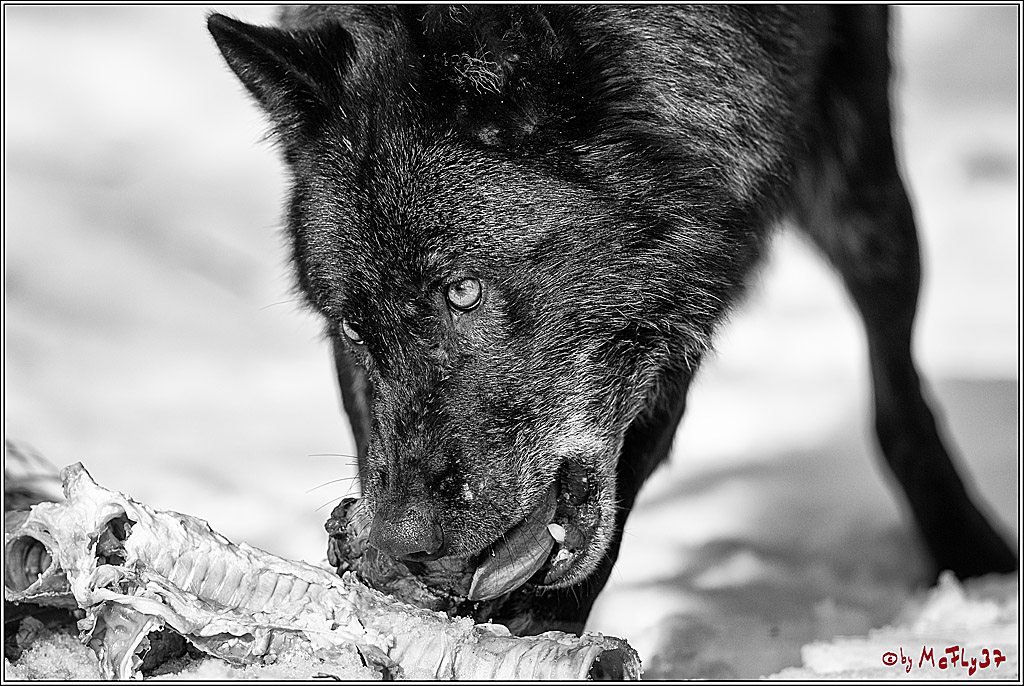 Timberwolf - Polarwolf Kasselburg, 18.02.2018