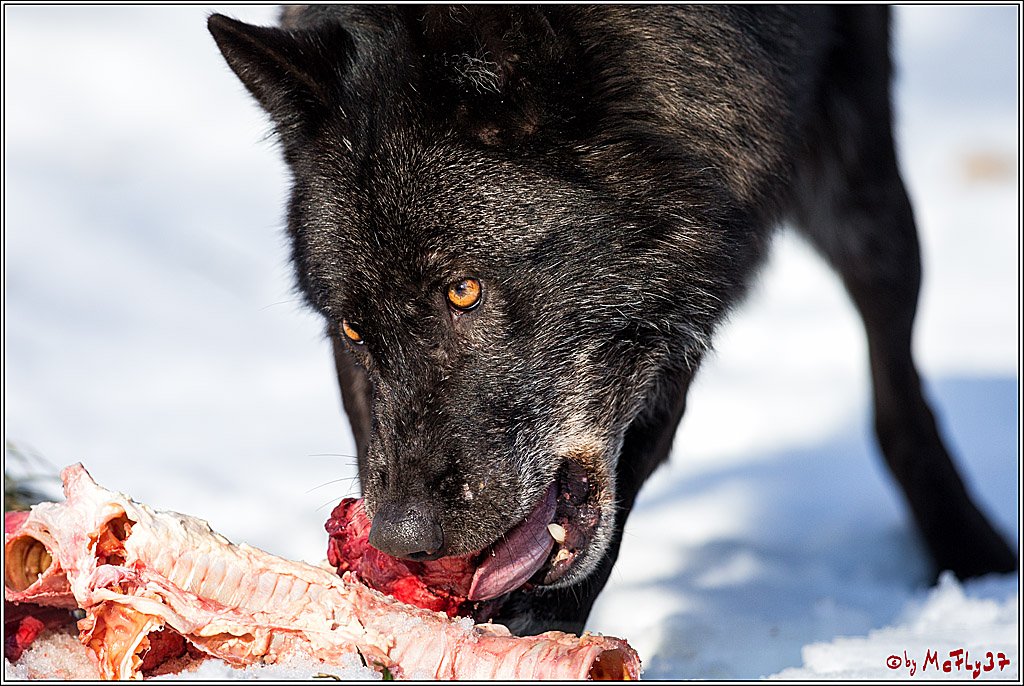 Timberwolf - Polarwolf Kasselburg, 18.02.2018