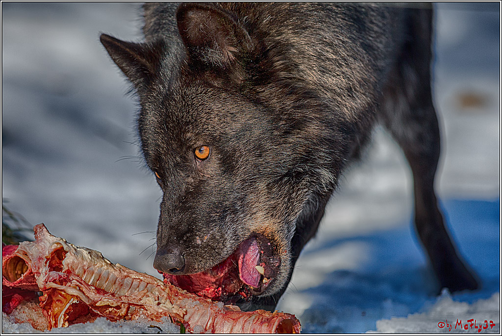Timberwolf - Polarwolf Kasselburg, 18.02.2018