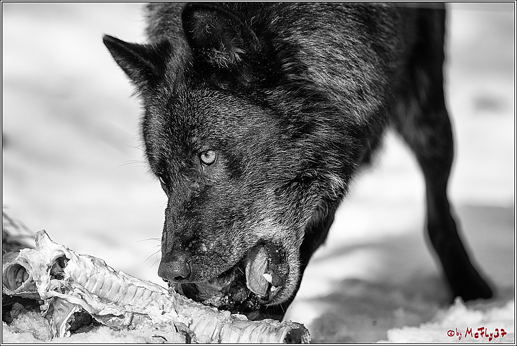 Timberwolf - Polarwolf Kasselburg, 18.02.2018