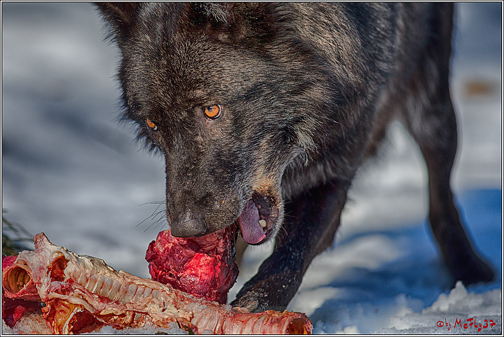 Timberwolf - Polarwolf Kasselburg, 18.02.2018