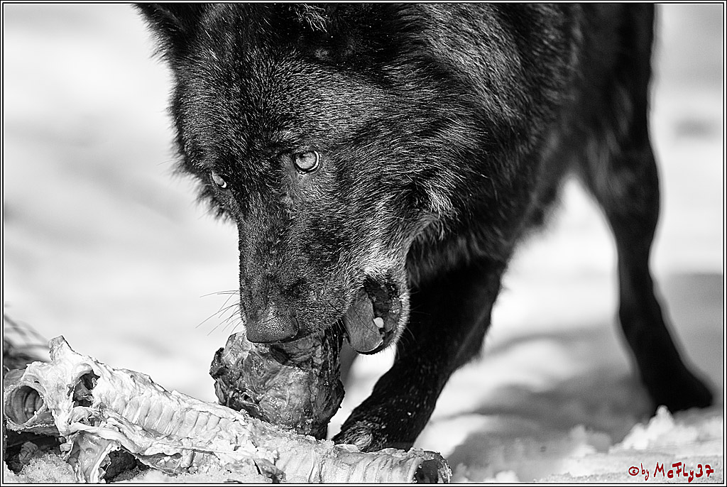 Timberwolf - Polarwolf Kasselburg, 18.02.2018