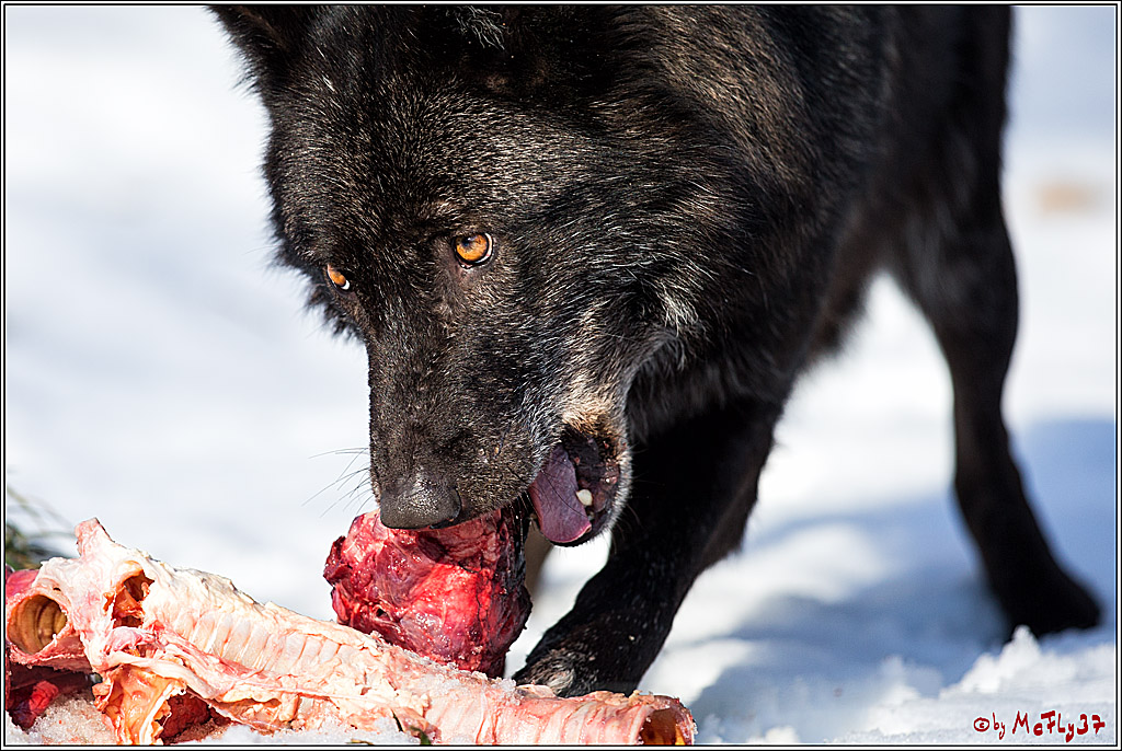 Timberwolf - Polarwolf Kasselburg, 18.02.2018