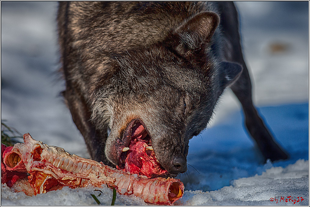 Timberwolf - Polarwolf Kasselburg, 18.02.2018