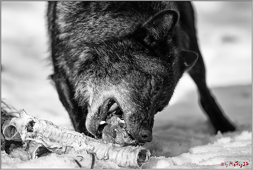 Timberwolf - Polarwolf Kasselburg, 18.02.2018