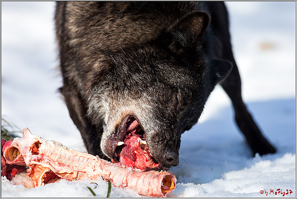 Timberwolf - Polarwolf Kasselburg, 18.02.2018