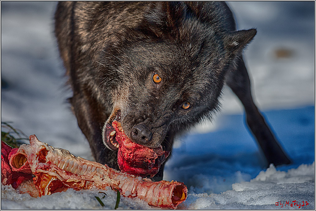 Timberwolf - Polarwolf Kasselburg, 18.02.2018