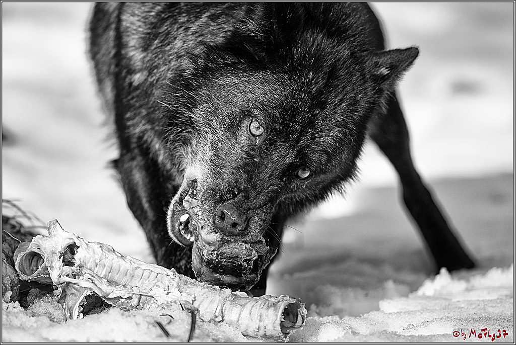 Timberwolf - Polarwolf Kasselburg, 18.02.2018