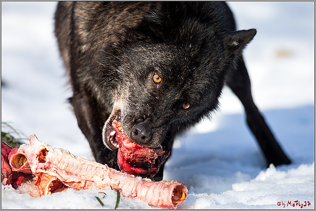 Timberwolf - Polarwolf Kasselburg, 18.02.2018