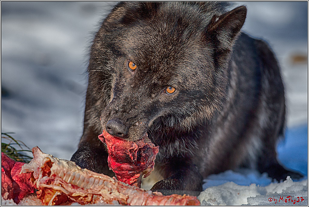 Timberwolf - Polarwolf Kasselburg, 18.02.2018