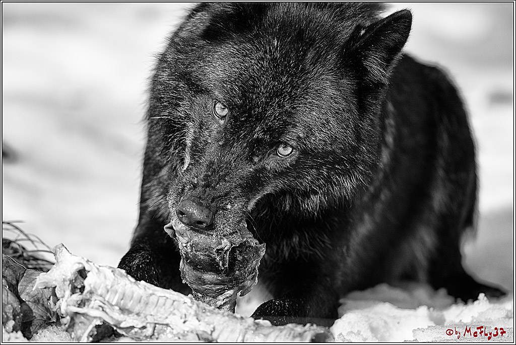 Timberwolf - Polarwolf Kasselburg, 18.02.2018