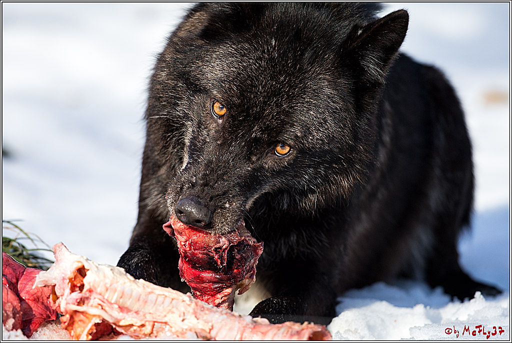 Timberwolf - Polarwolf Kasselburg, 18.02.2018