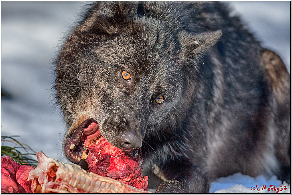 Timberwolf - Polarwolf Kasselburg, 18.02.2018