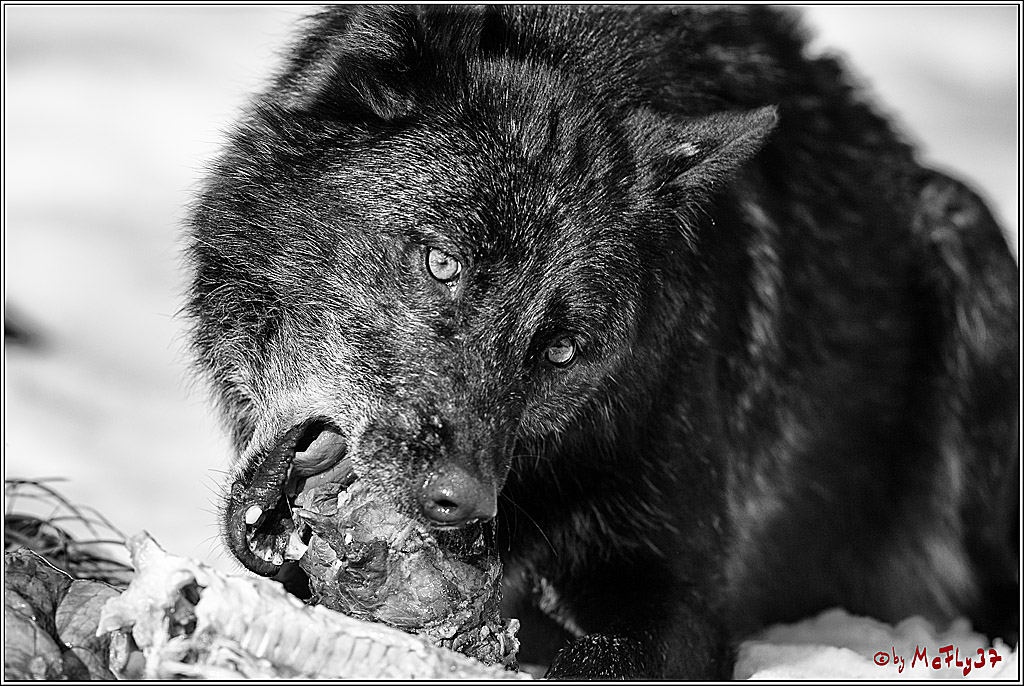 Timberwolf - Polarwolf Kasselburg, 18.02.2018