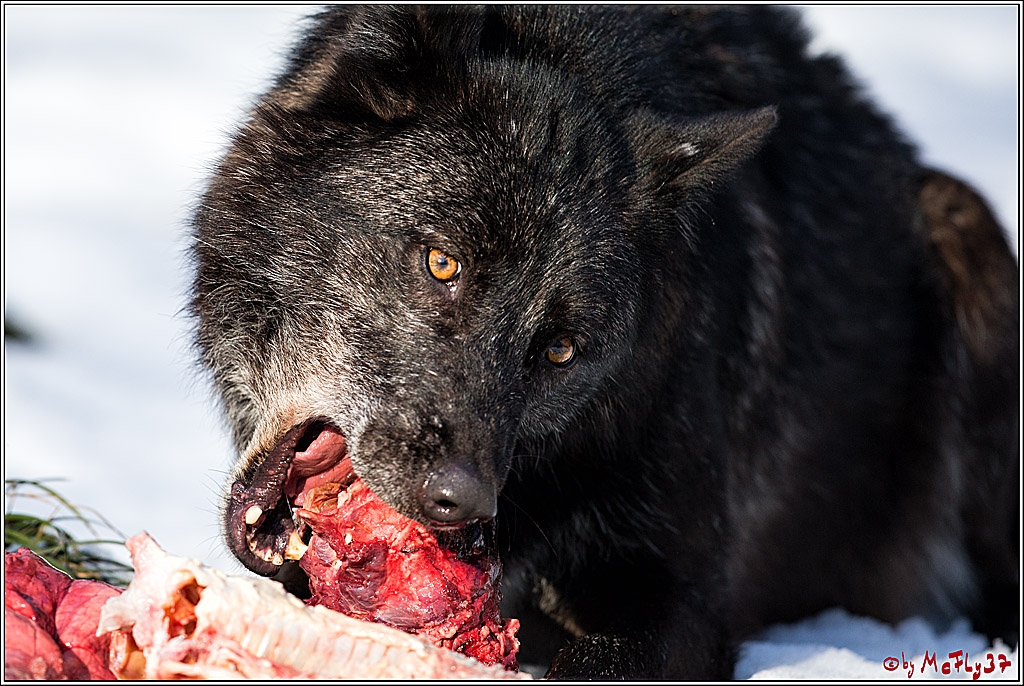 Timberwolf - Polarwolf Kasselburg, 18.02.2018