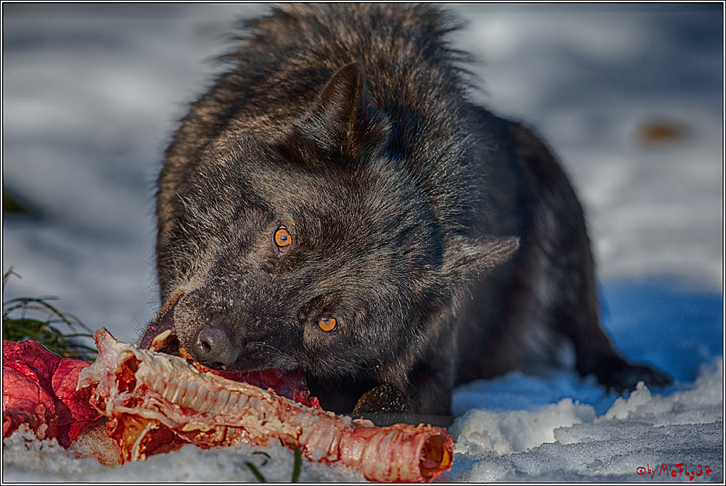 Timberwolf - Polarwolf Kasselburg, 18.02.2018