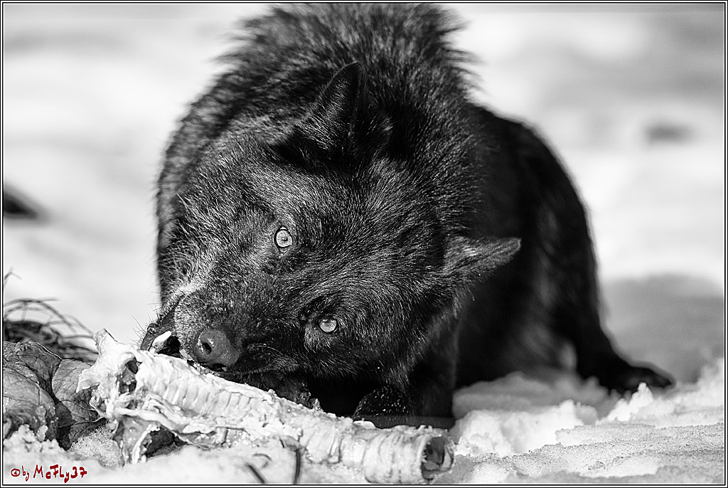 Timberwolf - Polarwolf Kasselburg, 18.02.2018