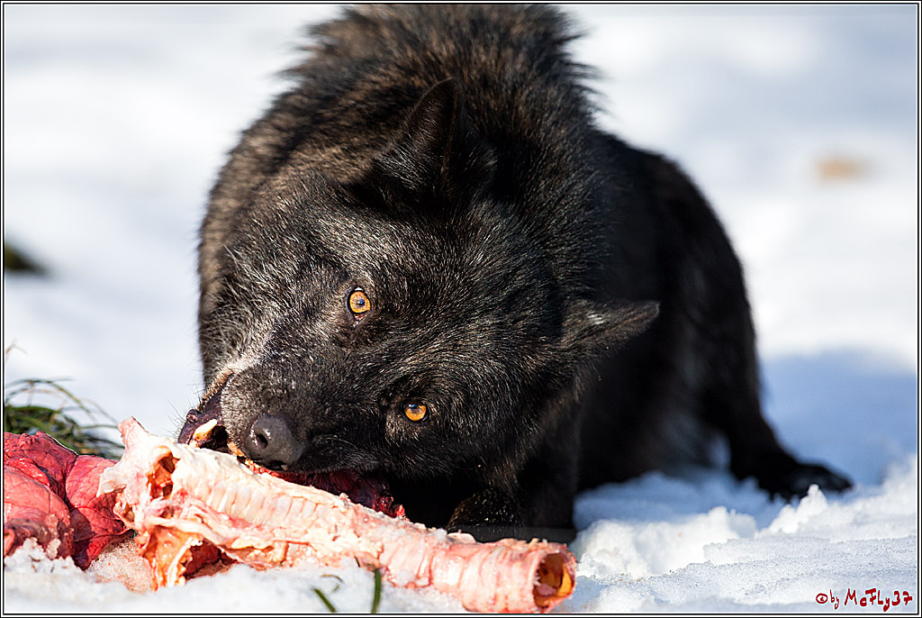 Timberwolf - Polarwolf Kasselburg, 18.02.2018
