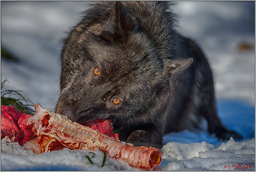 Timberwolf - Polarwolf Kasselburg, 18.02.2018