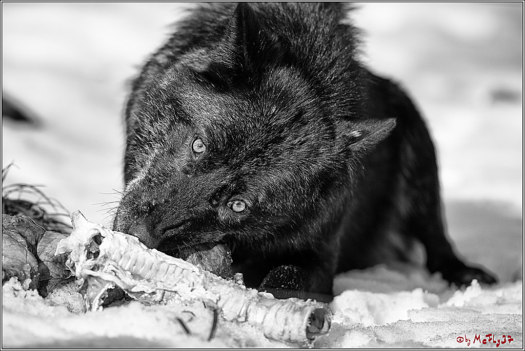 Timberwolf - Polarwolf Kasselburg, 18.02.2018