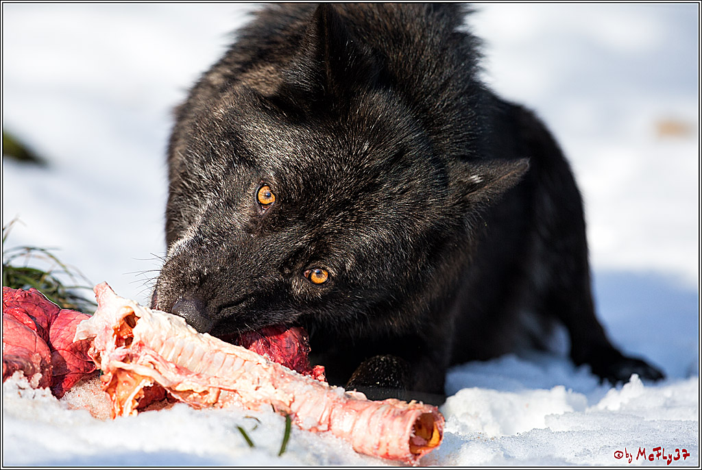 Timberwolf - Polarwolf Kasselburg, 18.02.2018