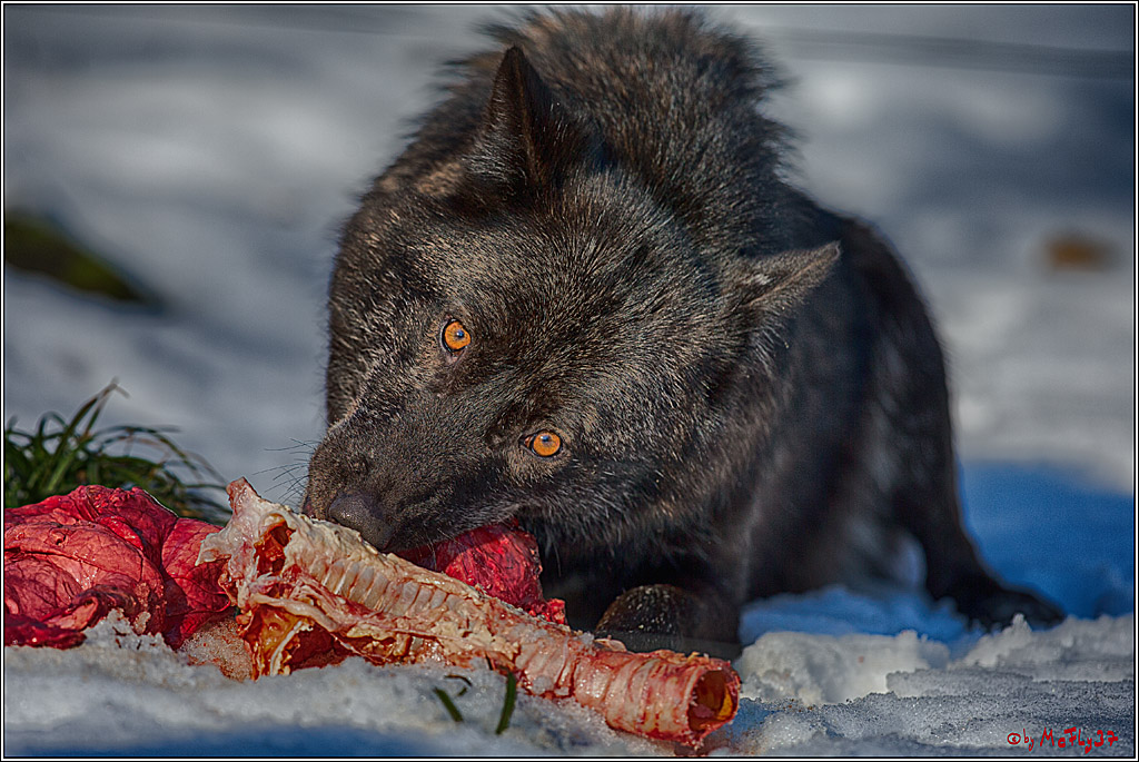 Timberwolf - Polarwolf Kasselburg, 18.02.2018
