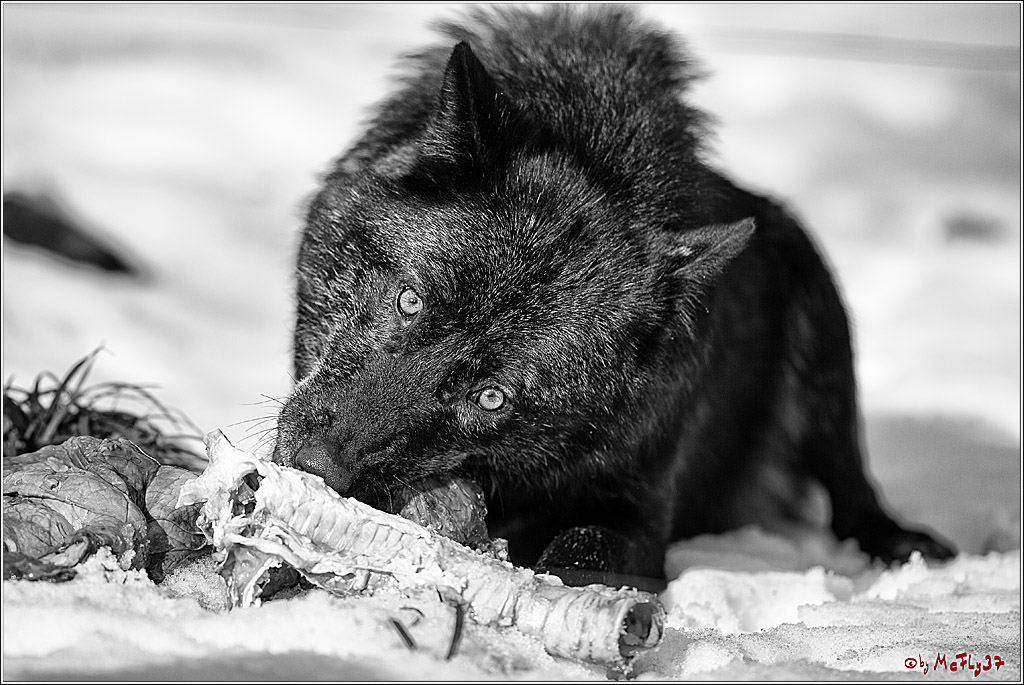 Timberwolf - Polarwolf Kasselburg, 18.02.2018