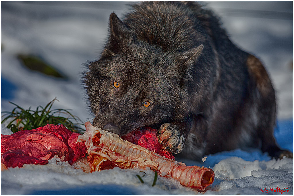 Timberwolf - Polarwolf Kasselburg, 18.02.2018