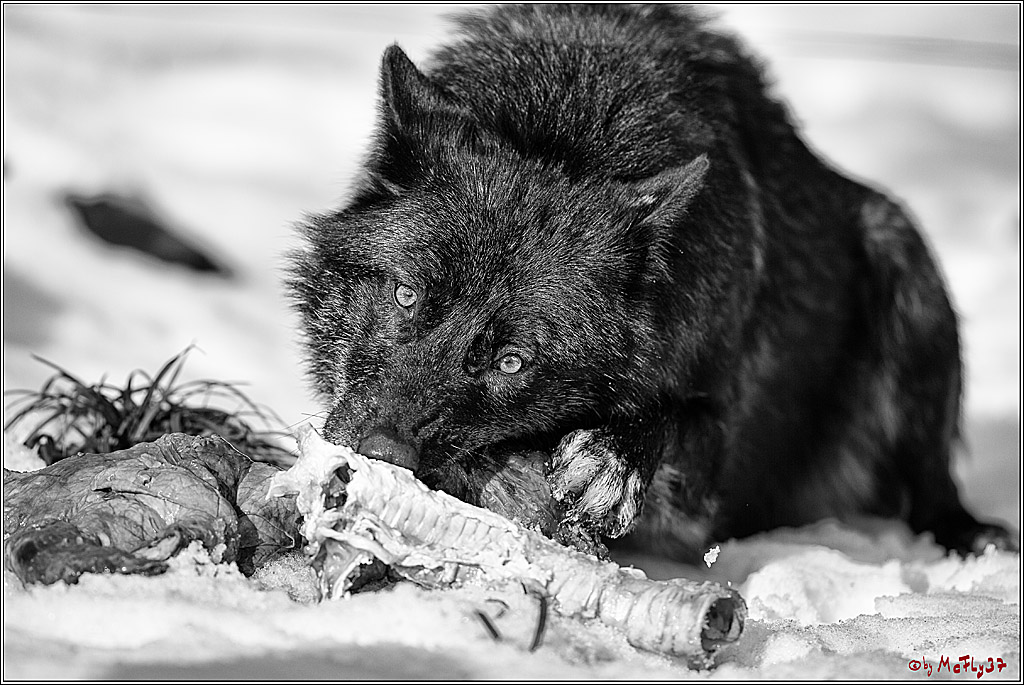 Timberwolf - Polarwolf Kasselburg, 18.02.2018