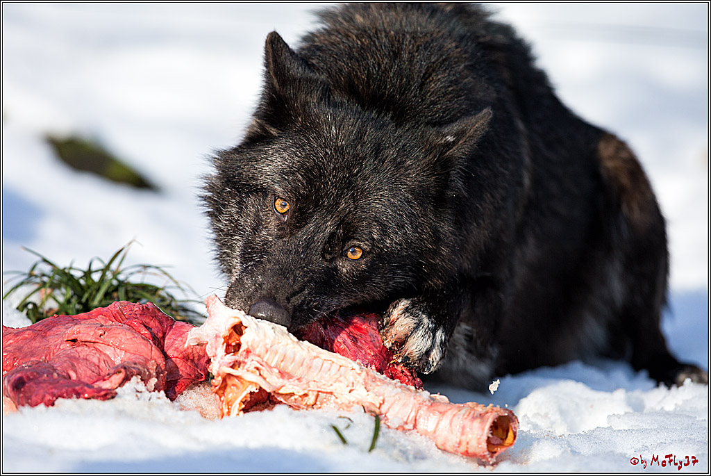 Timberwolf - Polarwolf Kasselburg, 18.02.2018