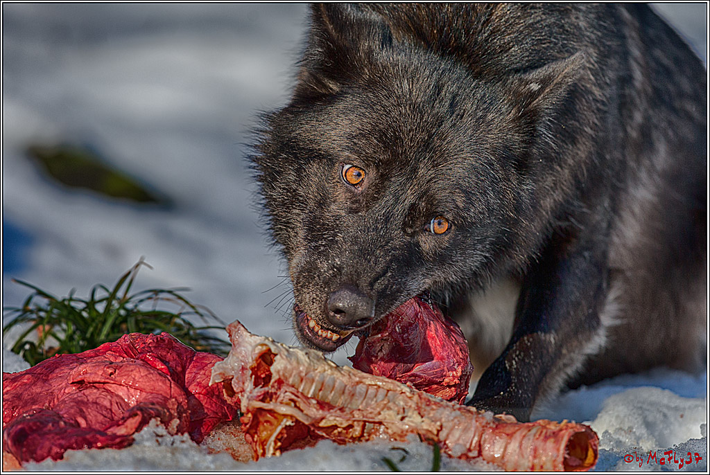 Timberwolf - Polarwolf Kasselburg, 18.02.2018