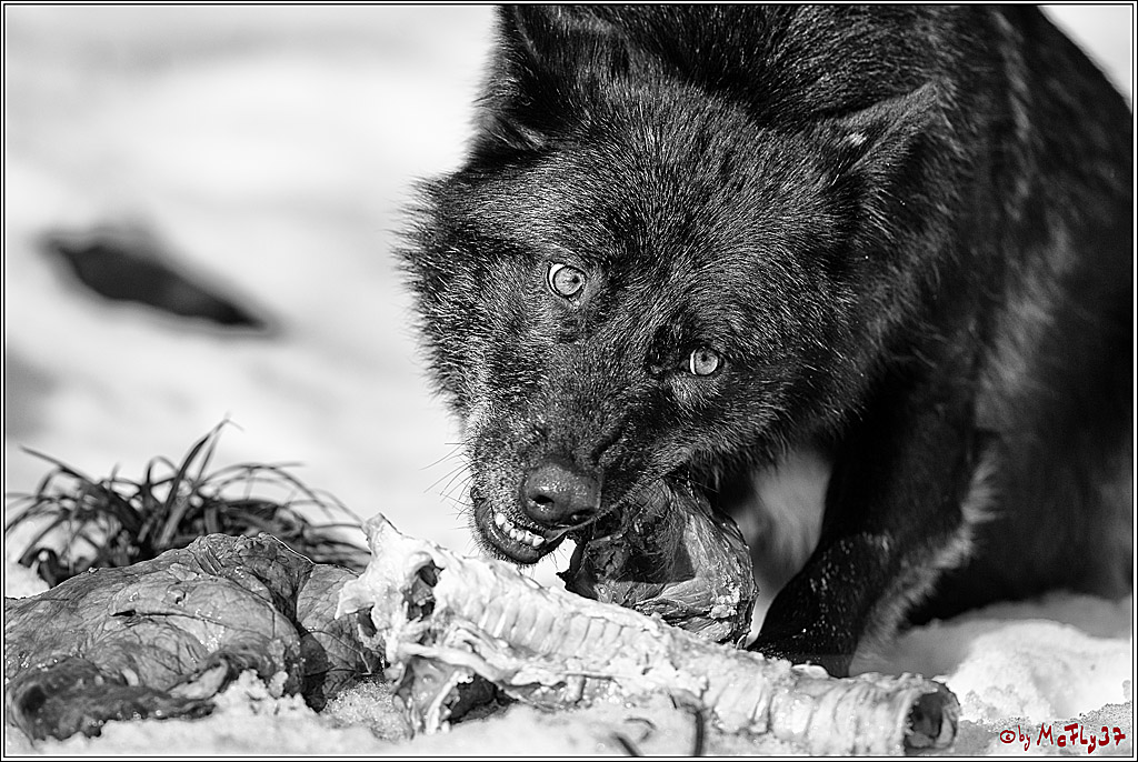 Timberwolf - Polarwolf Kasselburg, 18.02.2018