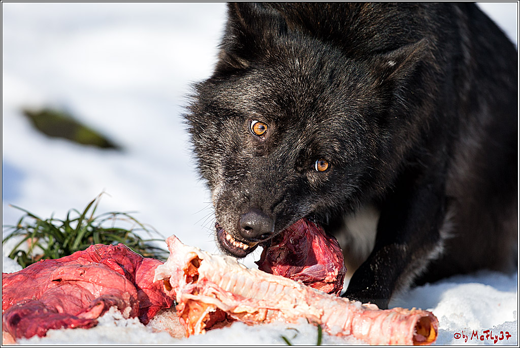 Timberwolf - Polarwolf Kasselburg, 18.02.2018
