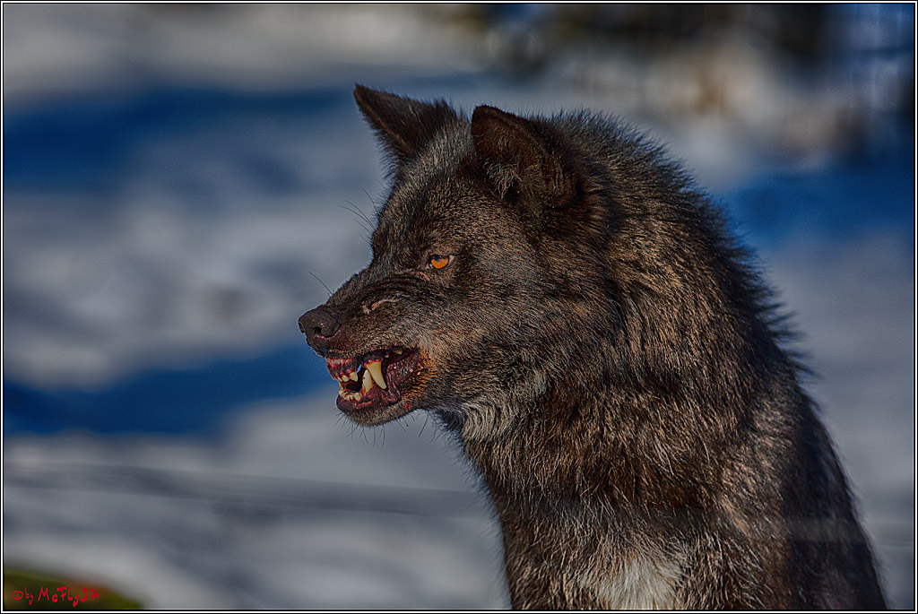 Timberwolf - Polarwolf Kasselburg, 18.02.2018