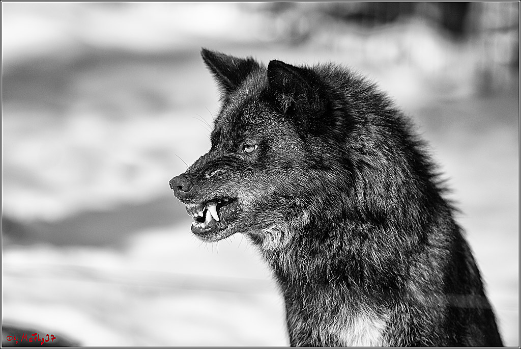 Timberwolf - Polarwolf Kasselburg, 18.02.2018