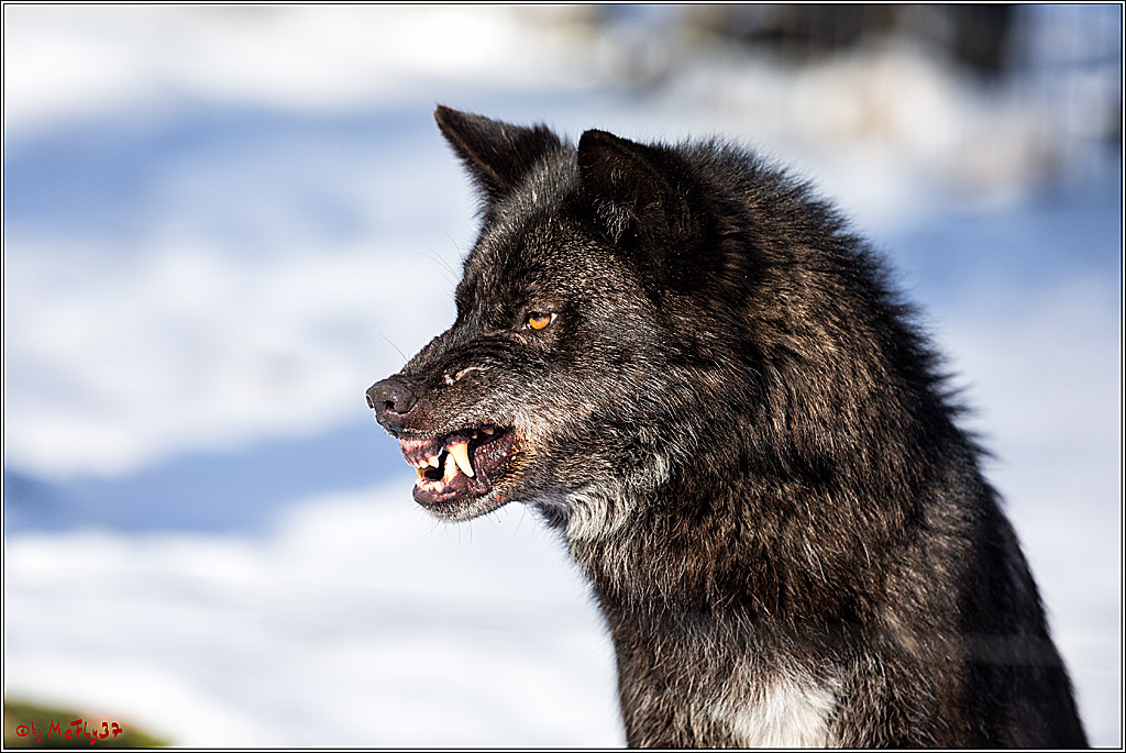 Timberwolf - Polarwolf Kasselburg, 18.02.2018