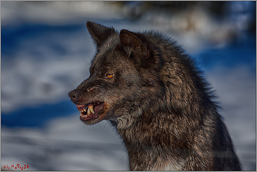Timberwolf - Polarwolf Kasselburg, 18.02.2018