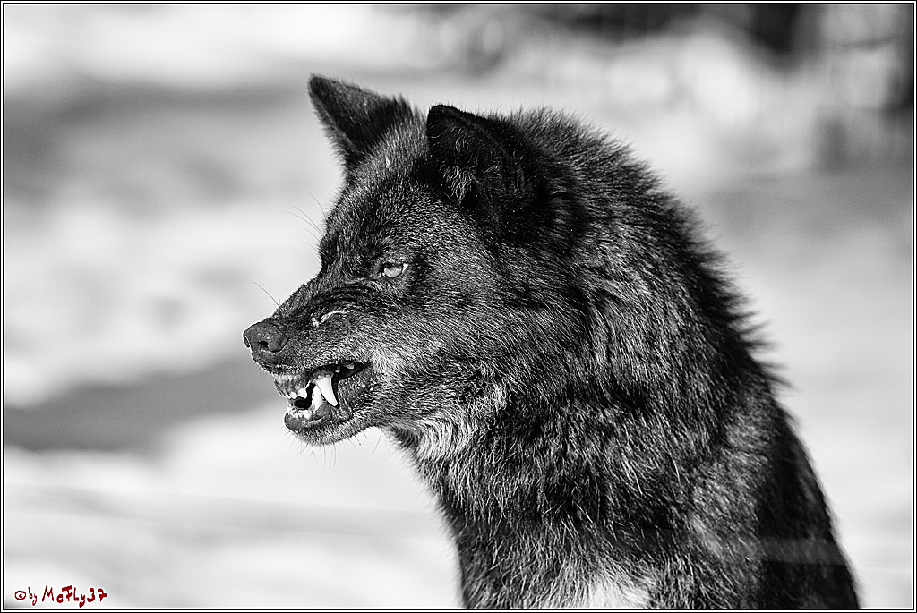 Timberwolf - Polarwolf Kasselburg, 18.02.2018