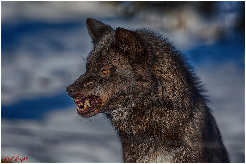 Timberwolf - Polarwolf Kasselburg, 18.02.2018