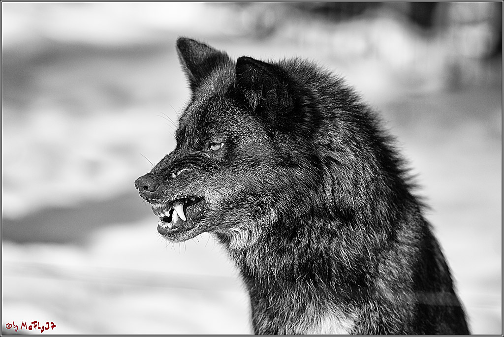 Timberwolf - Polarwolf Kasselburg, 18.02.2018