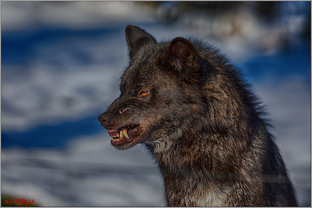 Timberwolf - Polarwolf Kasselburg, 18.02.2018