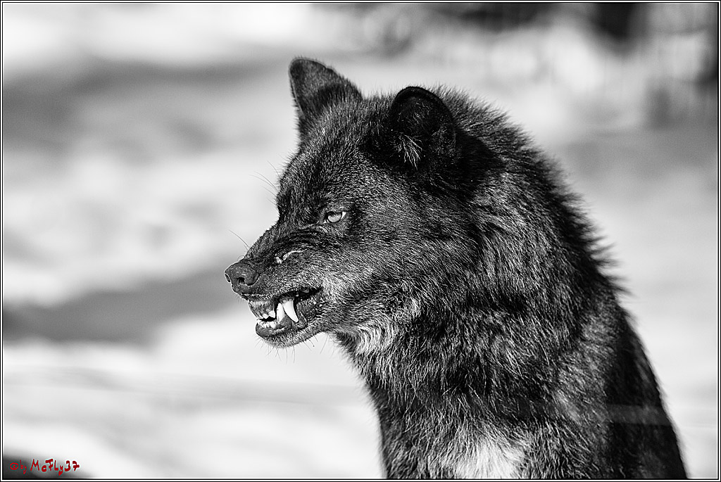 Timberwolf - Polarwolf Kasselburg, 18.02.2018