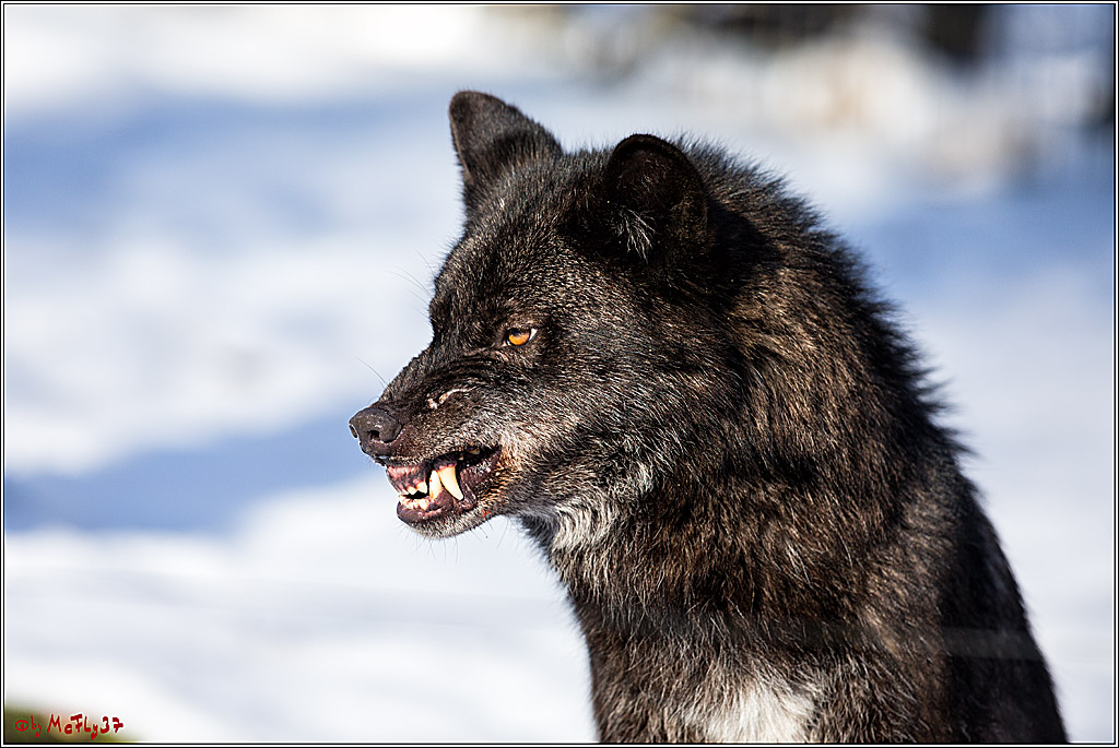 Timberwolf - Polarwolf Kasselburg, 18.02.2018