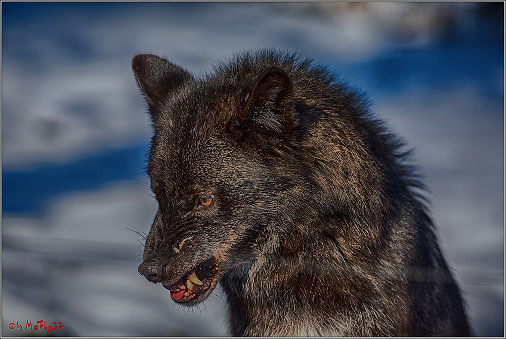Timberwolf - Polarwolf Kasselburg, 18.02.2018